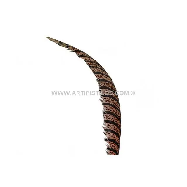 Pheasant Feather LADY AMHERST 80-90 CMS.