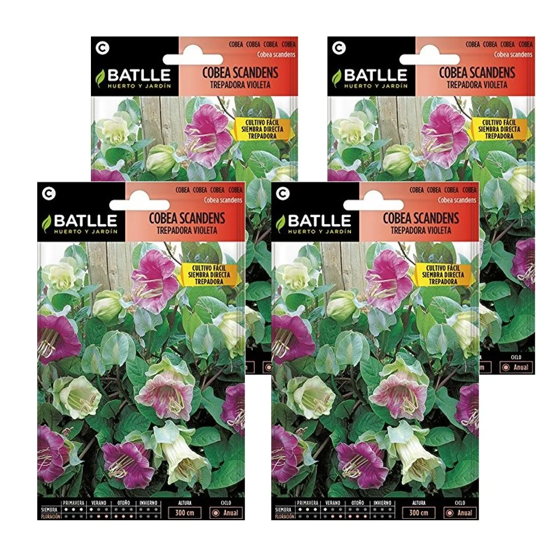 4 Sobres de Semillas de cobea scandens trepadora de Semillas Batlle.