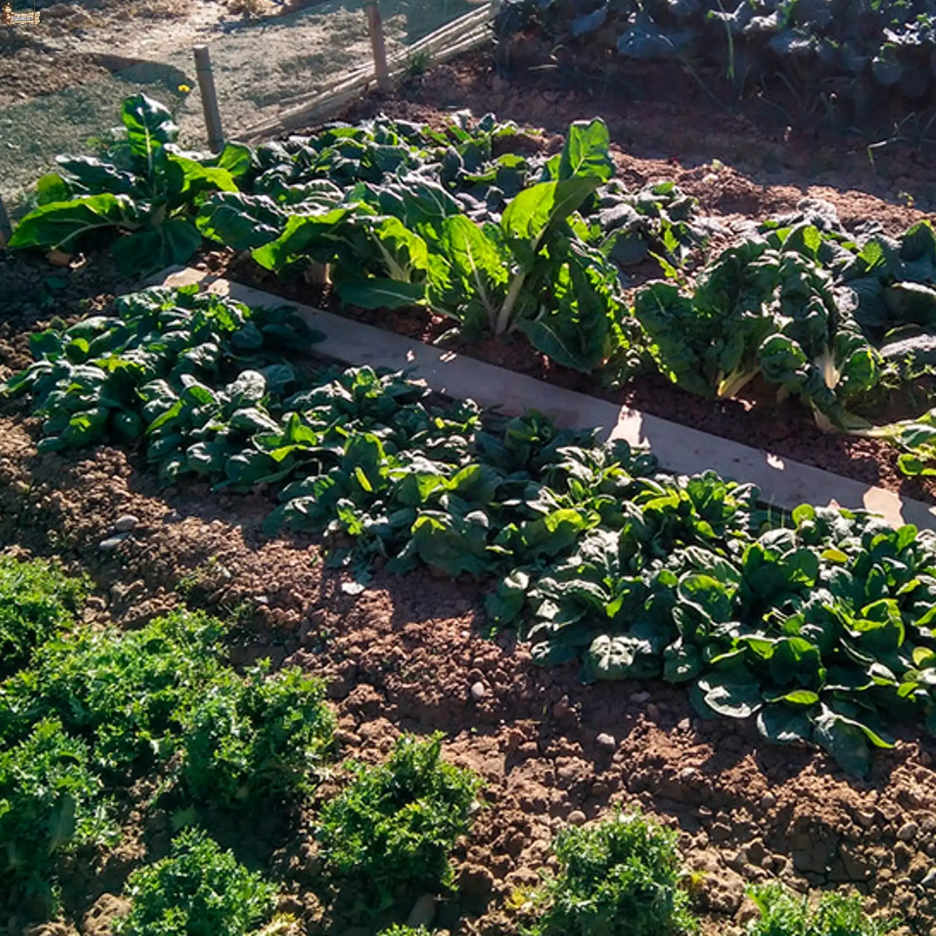 Npk complex fertilizer 15-15-15 bricoloco.com