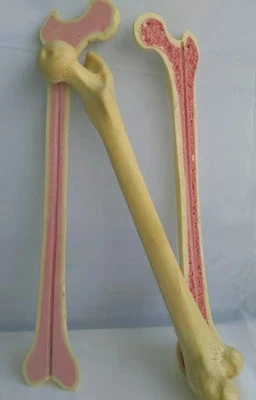 

Orthopaedic surgery practice simulation of bone human teaching medical model