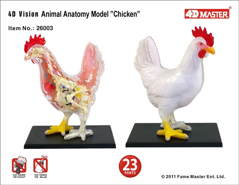 4D Chicken Full Skeleton Funny ANATOMY MODEL Medical Animal Skull Skeleton Anatomical Cock Model Kids Science Educational Toys