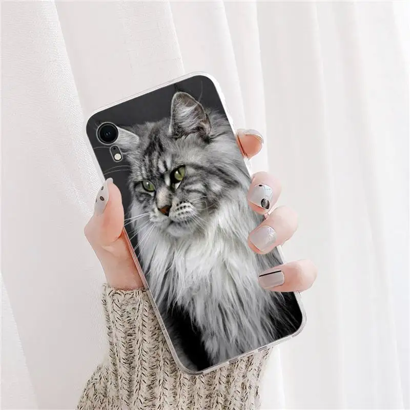 pet maine coon cat Phone Case For DIY iPhone X XS MAX 11 12 13 pro max 6 6s 7 7plus 8 8Plus 5 5S XR SE 2020 case