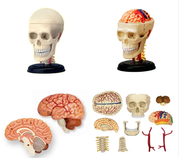 4d  Skull human anatomical  anatomy model replica  skull bone brain  body organs model medical supplies and equipment