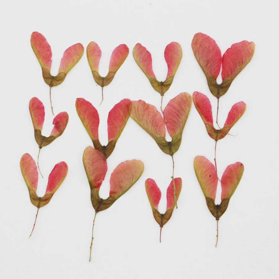 

60pcs Pressed Dried Acer Saccarinum. Fruits Flower Plant Herbarium Jewelry Postcard Invitation Card Phone Case Bookmark DIY