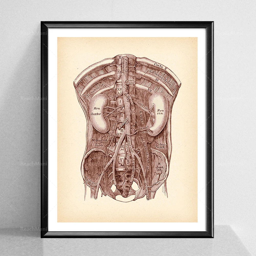 Urinary System Anatomy Print Anatomical Kidney Poster Vintage Medical Art Nephrologist Gift Clinic Decor Doctor Office Decor