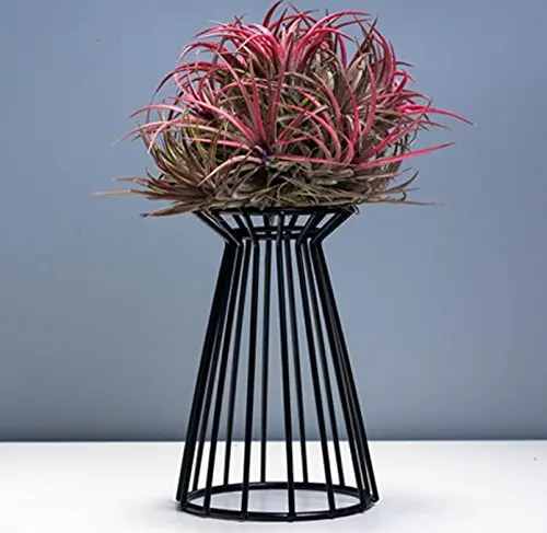 Air Plant Holder Metal Indoor Tabletop Air Plant Stands Tillandsia Plant Rack