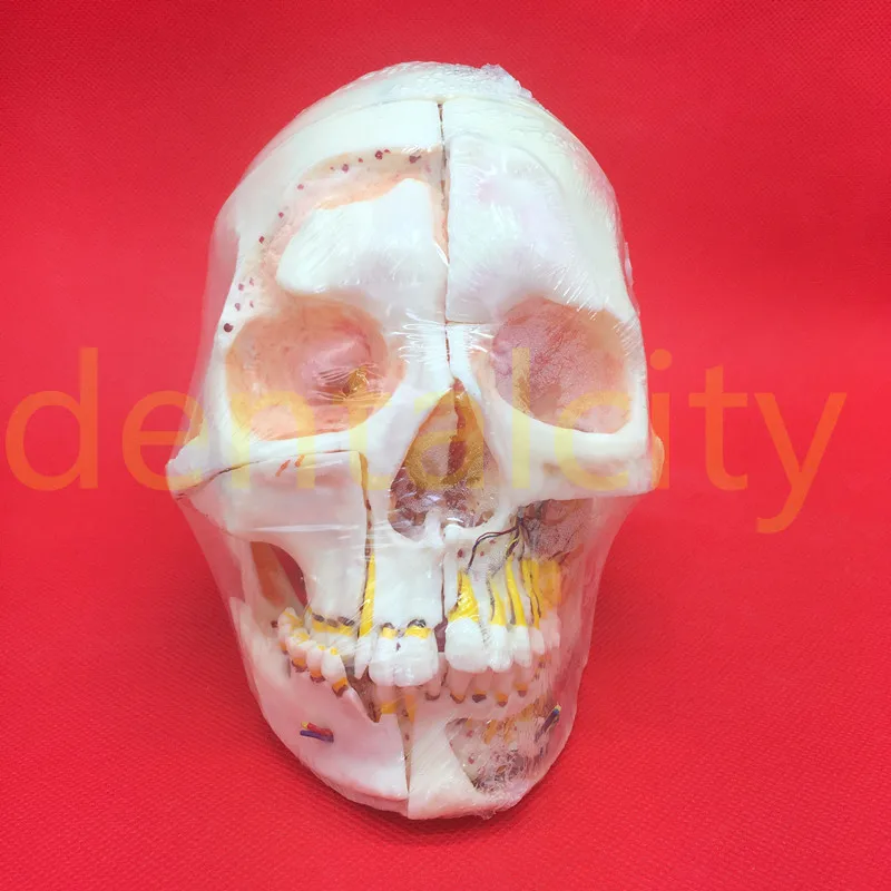 

Dental Model #5004 01 - Detachable Pro Skull Model with Red Eyes teeth model