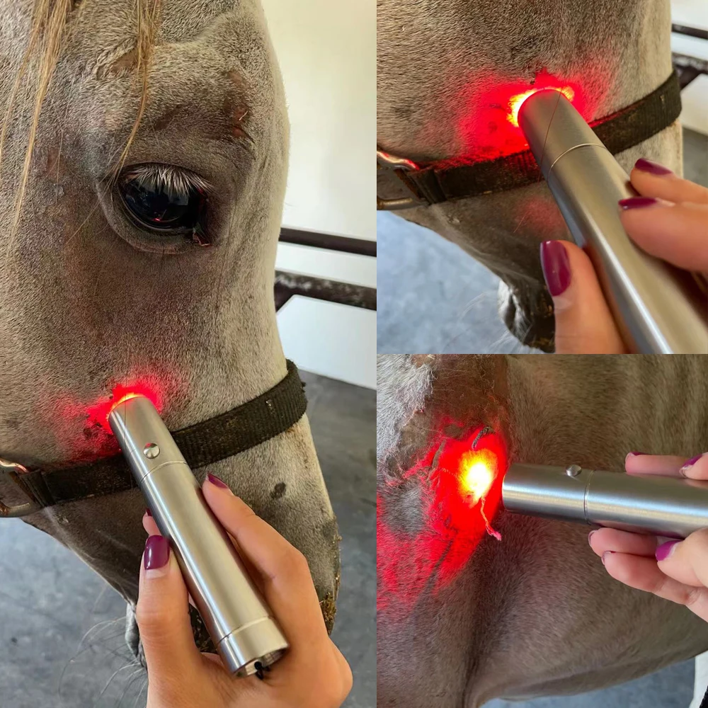 Dropshipping 3 Colors Timer Led Torches Therapy Upgrade Pet Horse Animal Target Red Light Therapy Pen