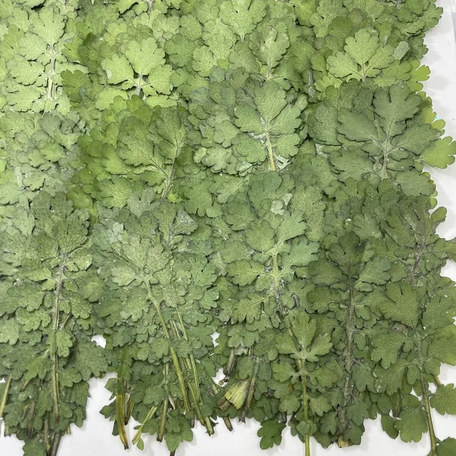 250pcs 4-6cm Pressed Dried Natural Green Chelidonium Majus Leaf Flower Plants Herbarium Jewelry Phone Case Postcard Bookmark DIY