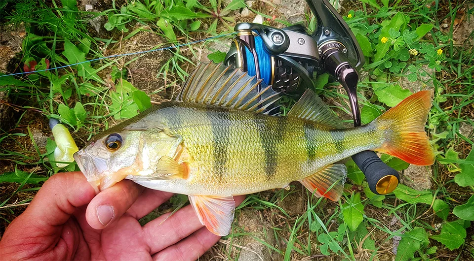TSURINOYA Jaguar 1000 2000 3000 Deep Shallow Spool Long Casting Edelstahllager Angeln Spinning Bass Reel Salzwasser – Detail 26