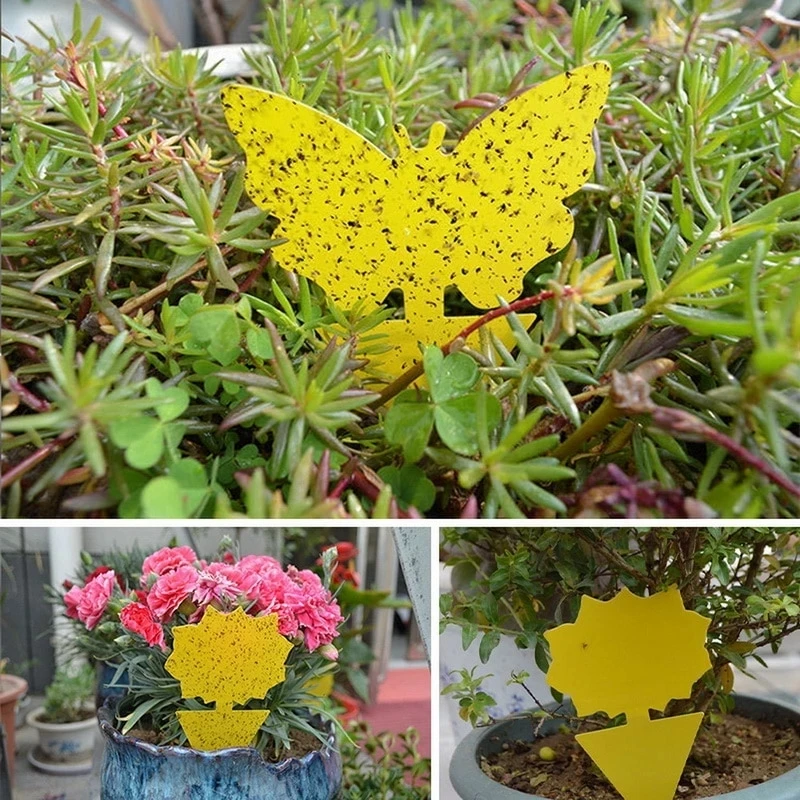 Pièges collants jaunes pour le bain, insectes volants de mouches des fruits, planche collante, utilisation intérieure ou extérieure, insecte à face