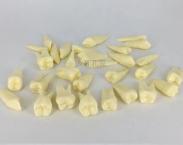 

2X tooth model 28 Standard tooth with root Tooth grain Oral cavity model Dental teaching free shipping