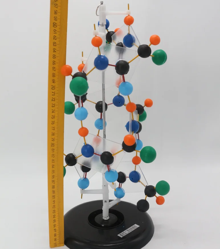 Biology Genetic Protein Demonstration Model Teaching Model