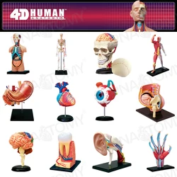 4d mestre humano modelos anatômicos diy brinquedos anatomia do corpo ferramenta educacional cérebro coração esqueleto do tronco da orelha nariz mão joelho articulação do olho