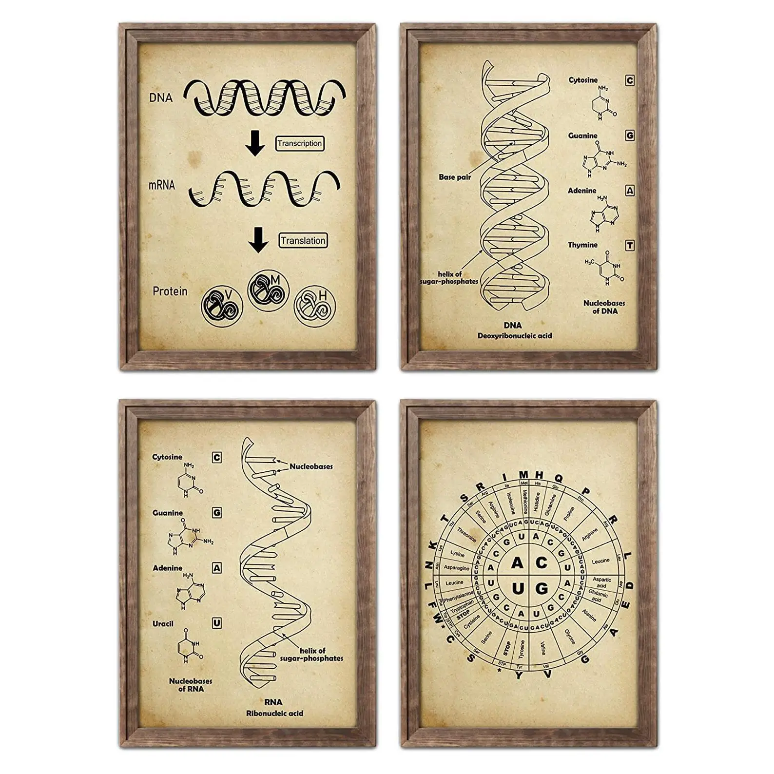 DNA and RNA genetic code wall art prints genetic biochemistry student gift retro science retro poster