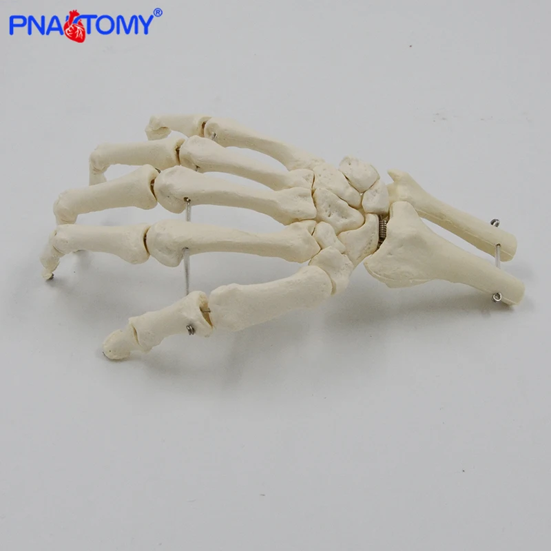 1:1 Human Hand Bone Model Adult Size Flexible Bones of Hand Radius Ulna Skeleton Anatomy Educational Equipment Medical Teaching