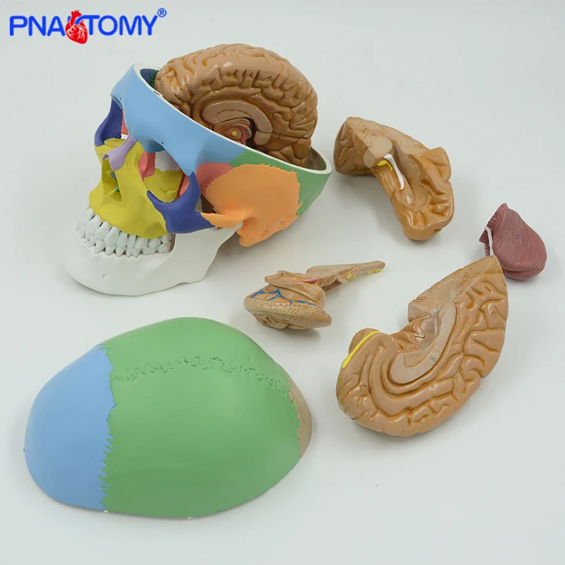 

Цветной человеческий взрослый череп модель со съемной моделью мозга анатомическая Жизнь Размер 1:1