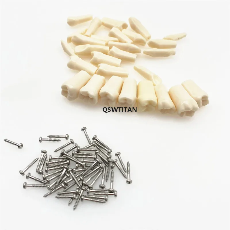 Dental Resin Tooth Model Compatibly Nissin brand Teeth Teaching Model Replaceable teeth