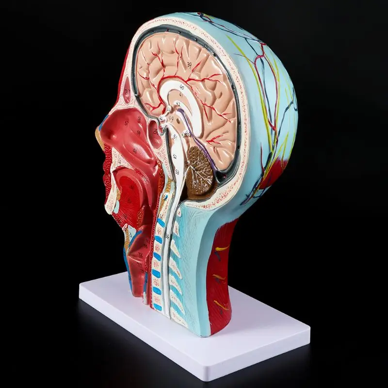 

Human Anatomical Half Head Face Anatomy Medical Brain Neck Median Section Study Model Nerve Blood Vessel For Teaching Dropship