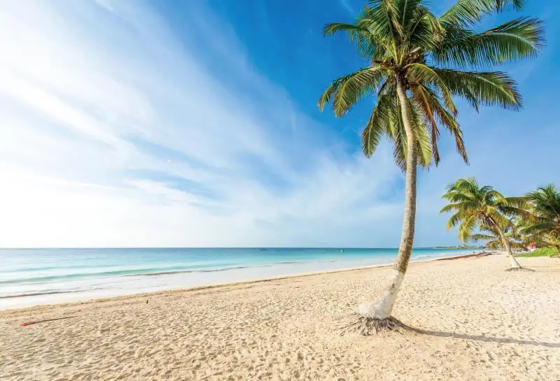 Laeacco Summer Blue Sky Seaside Beach Palms Tree Scenery Photography Backgrounds Custom Photographic Backdrops For Photo Studio image 4