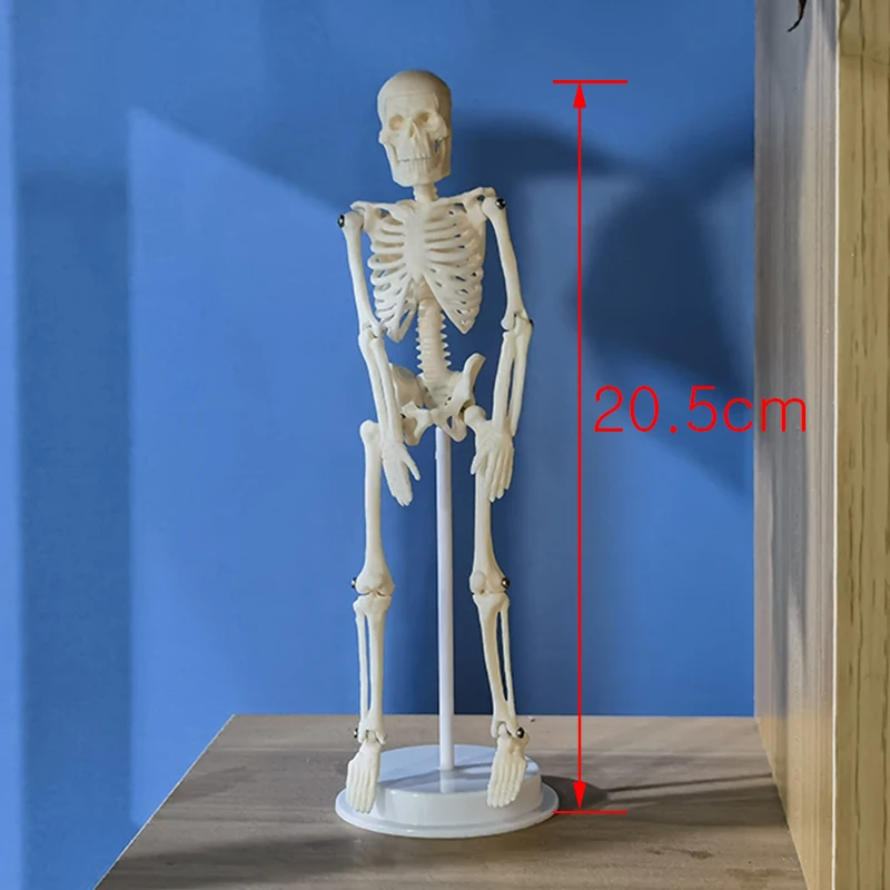 Student lab 20cm Human Anatomical Anatomy Skeleton Model Medical Learn Science Medicine Teaching Equipment Skull Model