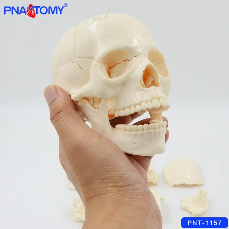 1/2 Life Size Skull Model 15 Parts Human Detachable Skull Anatomical Model Educational Equipment Teaching Resources Medical