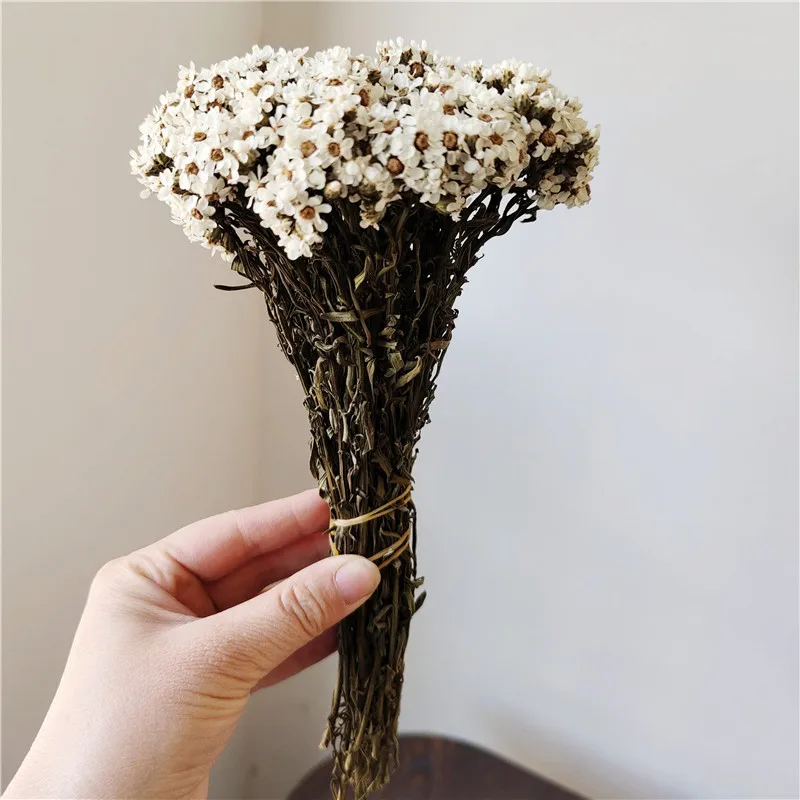 Home Decore  Real Preserved  Flower DIY Flower Feverfew Ikebana Tiny Flowers  Wedding Table Decoration