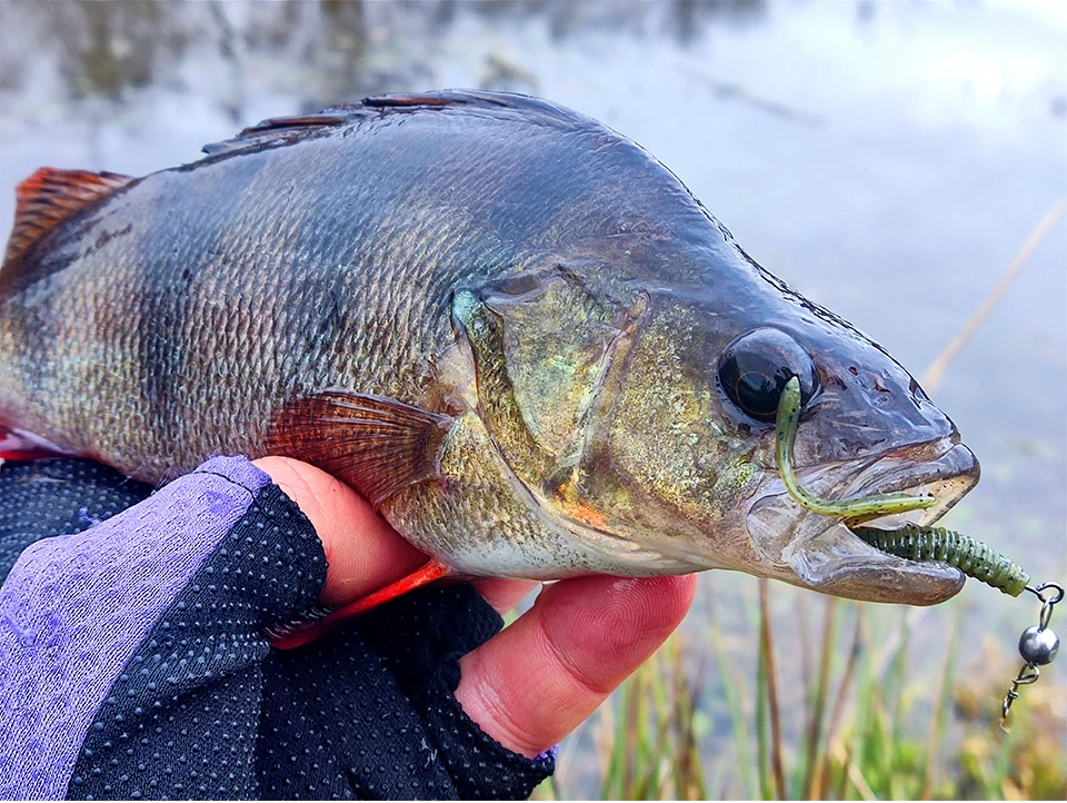 TSURINOYA Angelköder Grub 63 mm 0,7 g 40 Stück Light Game Ajing Künstlicher weicher Köder BOUNDEN Bass Fügen Sie Garnelensalz hinzu Silikon Swimbait – Detail 19