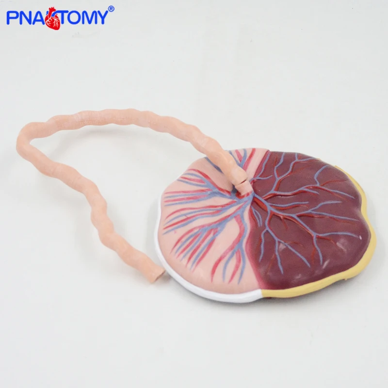 ทารกในครรภ์ Funicle Anatomy กายวิภาค Placenta ชุดทารกชุดการสอนการแพทย์เครื่องมือขนาดอุปกรณ์การศึกษา