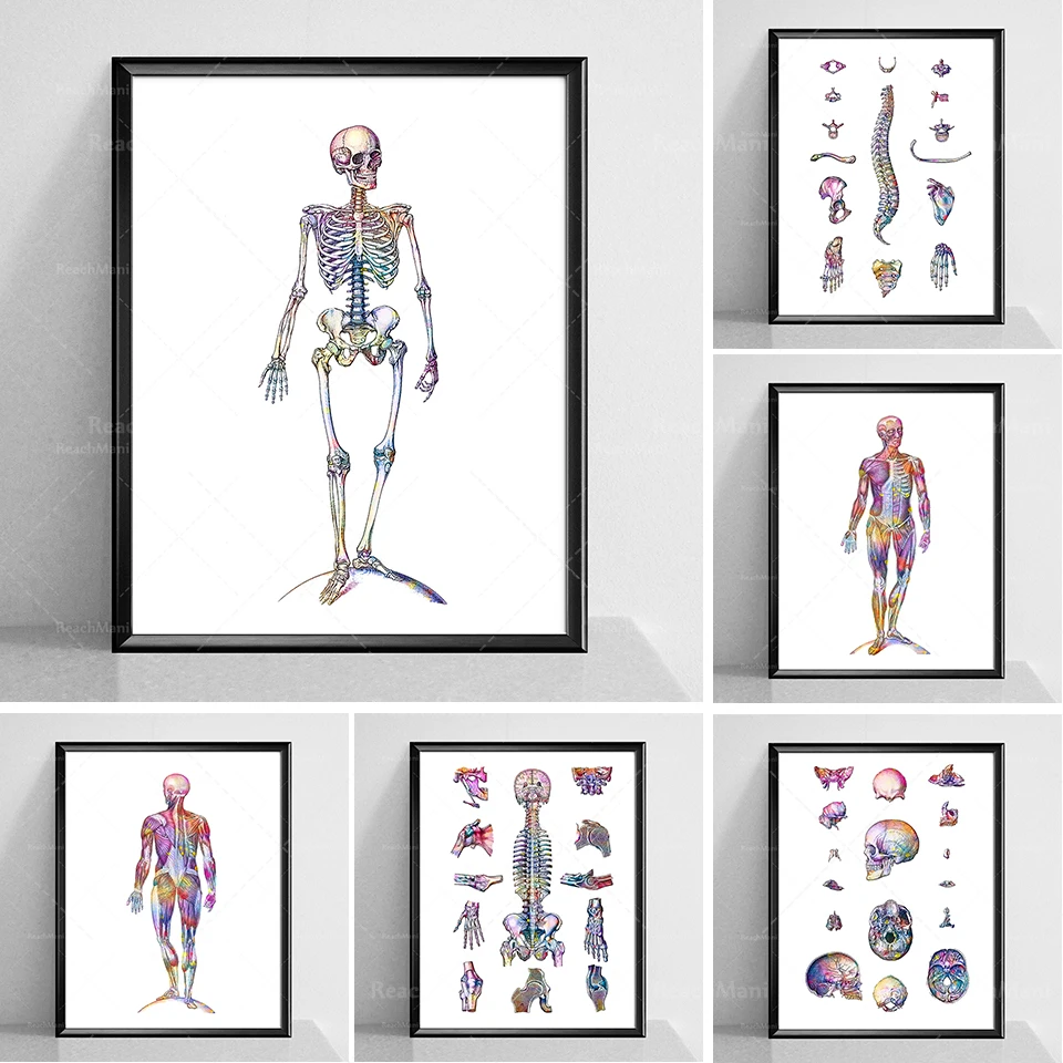 Human anatomy watercolor print set of 6 pieces of bone structure poster muscular system print orthopedics gift chiropractor gift