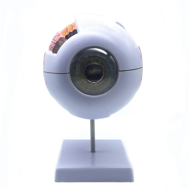 Human Eyeball Model Eye Magnification Model Eye Anatomy Model School Teacher Guides Human Eyeball Teaching Model Medicine