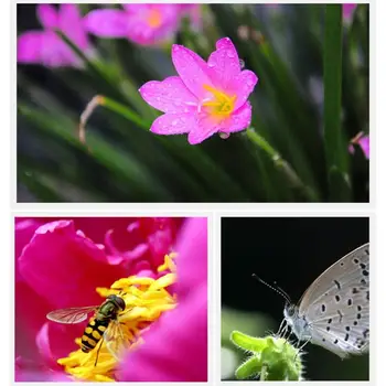 8 最佳銷售 魚眼 - №2