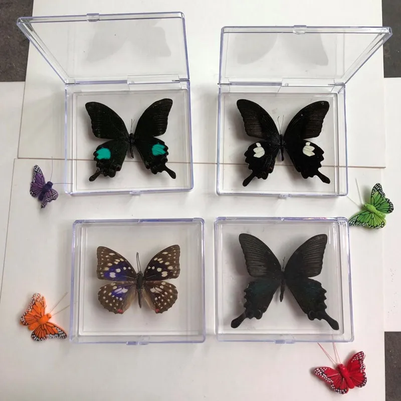 1PCS Natural Real Butterfly Specimen box Colorful Mixed Pretty Butterfly Education Teaching Home Decor Artwork Material gift DIY