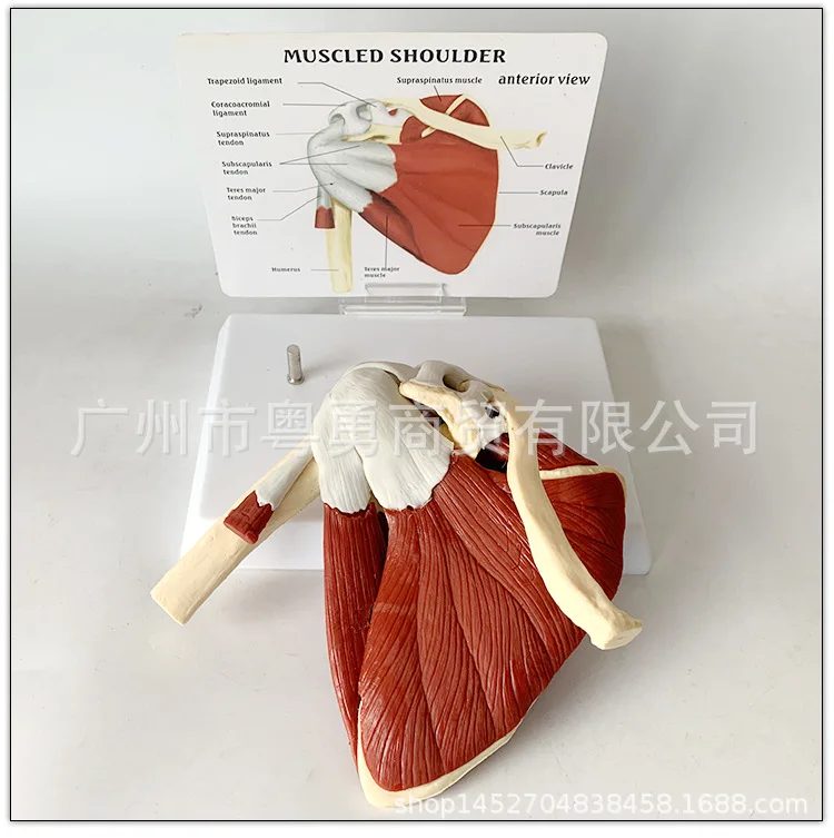 Human Skeleton Shoulder Scapula Clavicle Muscle Model Joint Functional Ligament Medical Teaching Aid