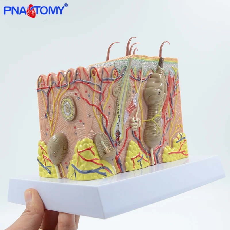 35 Times Enlarged Human Skin Structure Model Plastic Hair Layer Structure Anatomical Model Medical Teaching Tool with Manual