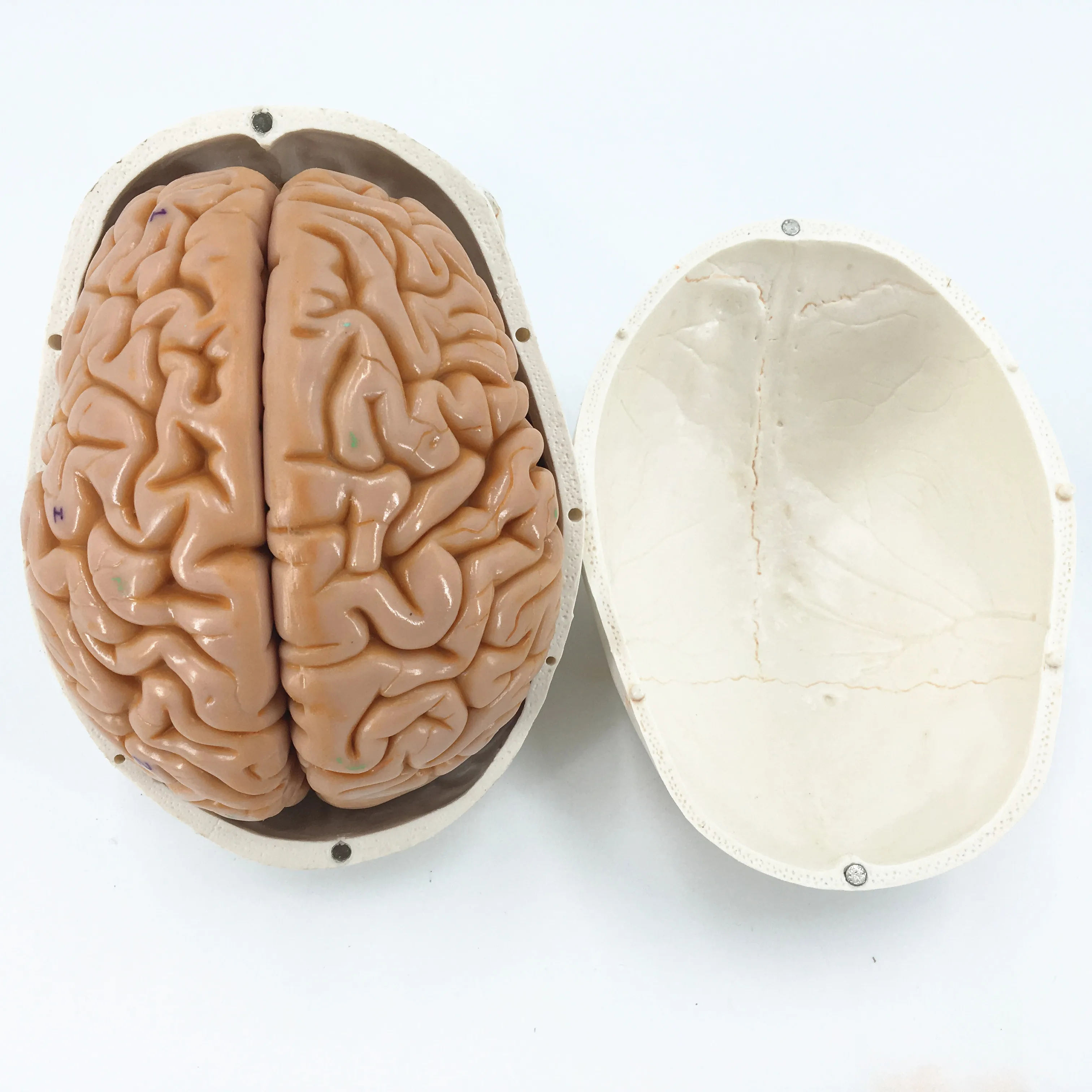 New Skull model brain neurology craniocerebral anatomy model with digital number mark education head model