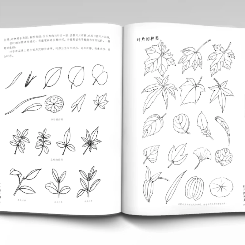 Classic Complete Works Line Drawing 5000 Cases Book Traditional Chinese Meticulous Painting Technique Flower Fruit Coloring Book