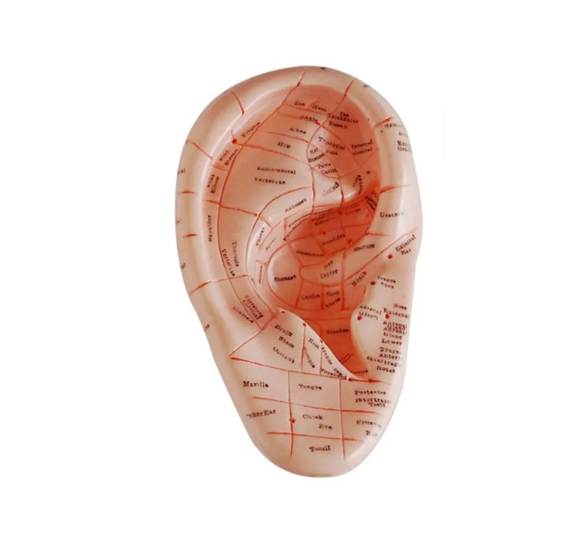 

17-CM Massage Ear Model, Ear Model with Reflex Zone