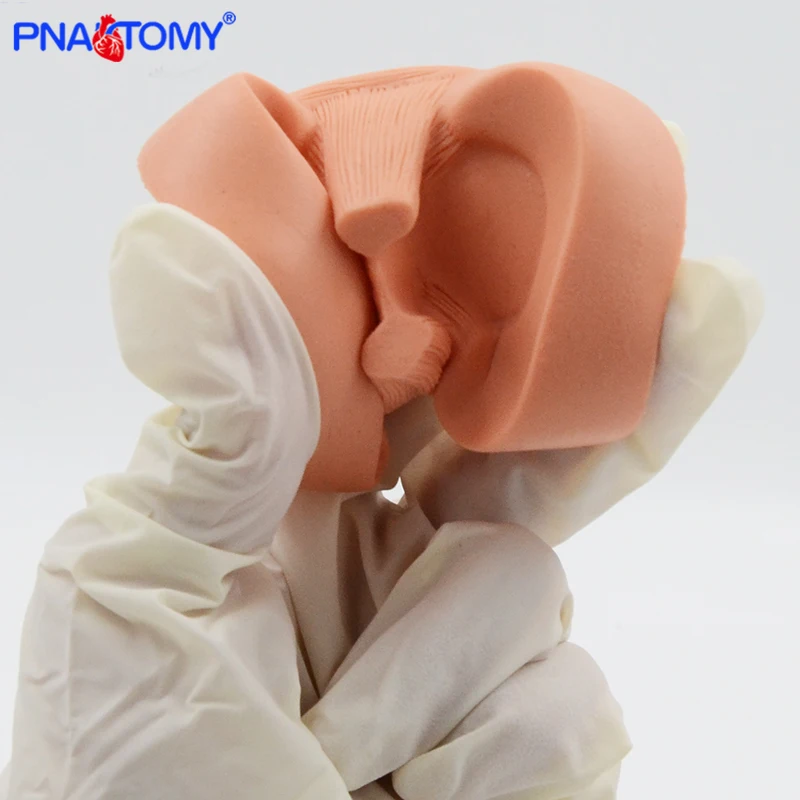 Meniscus Suture Model Life Size Human Demilune Menisci Medical Science Teaching Tool Anatomical Model Educational Equipment