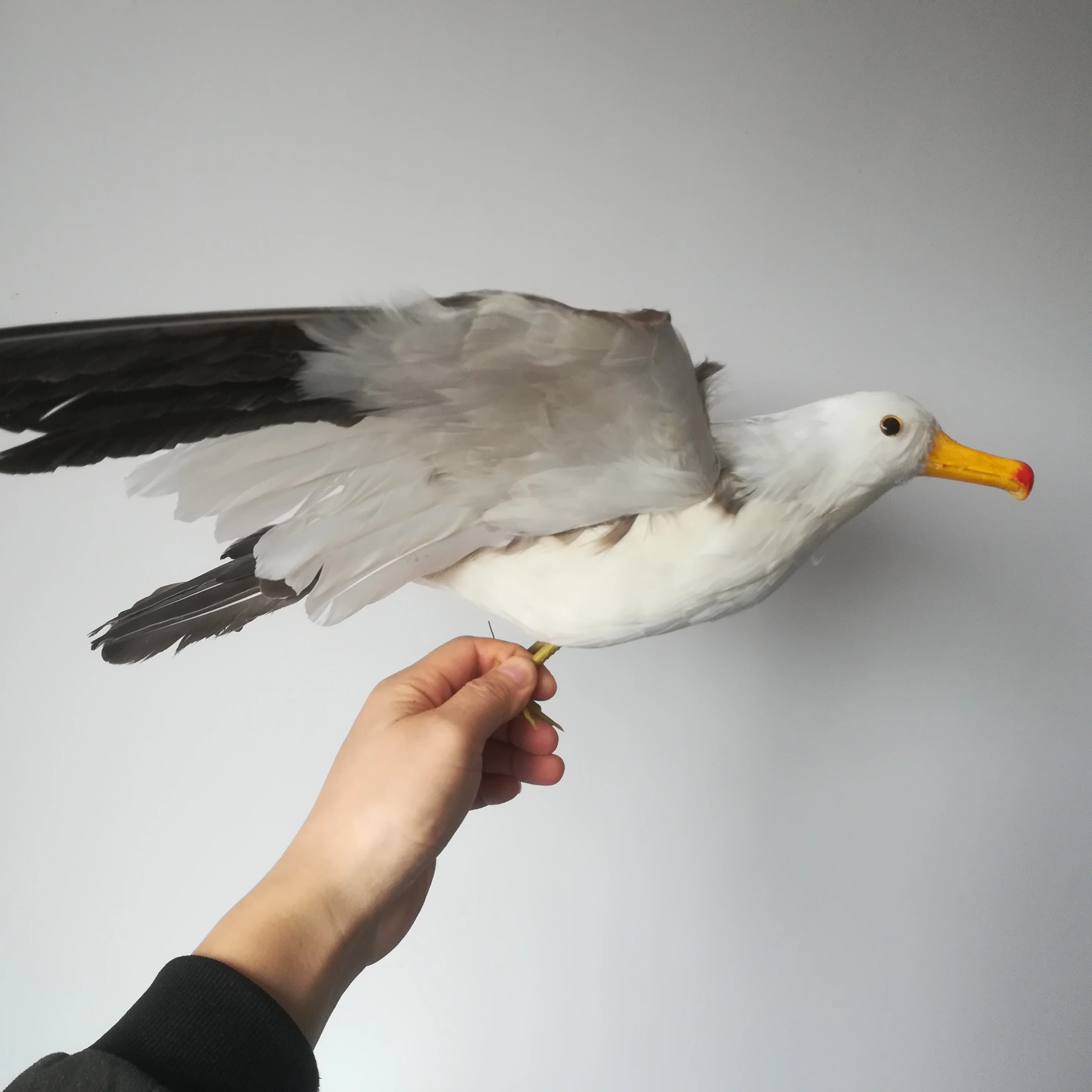 

real life toy foam&feathers seagull bird about 38x60cm spreading wings seagull hard model prop.home garden decoration gift w0819