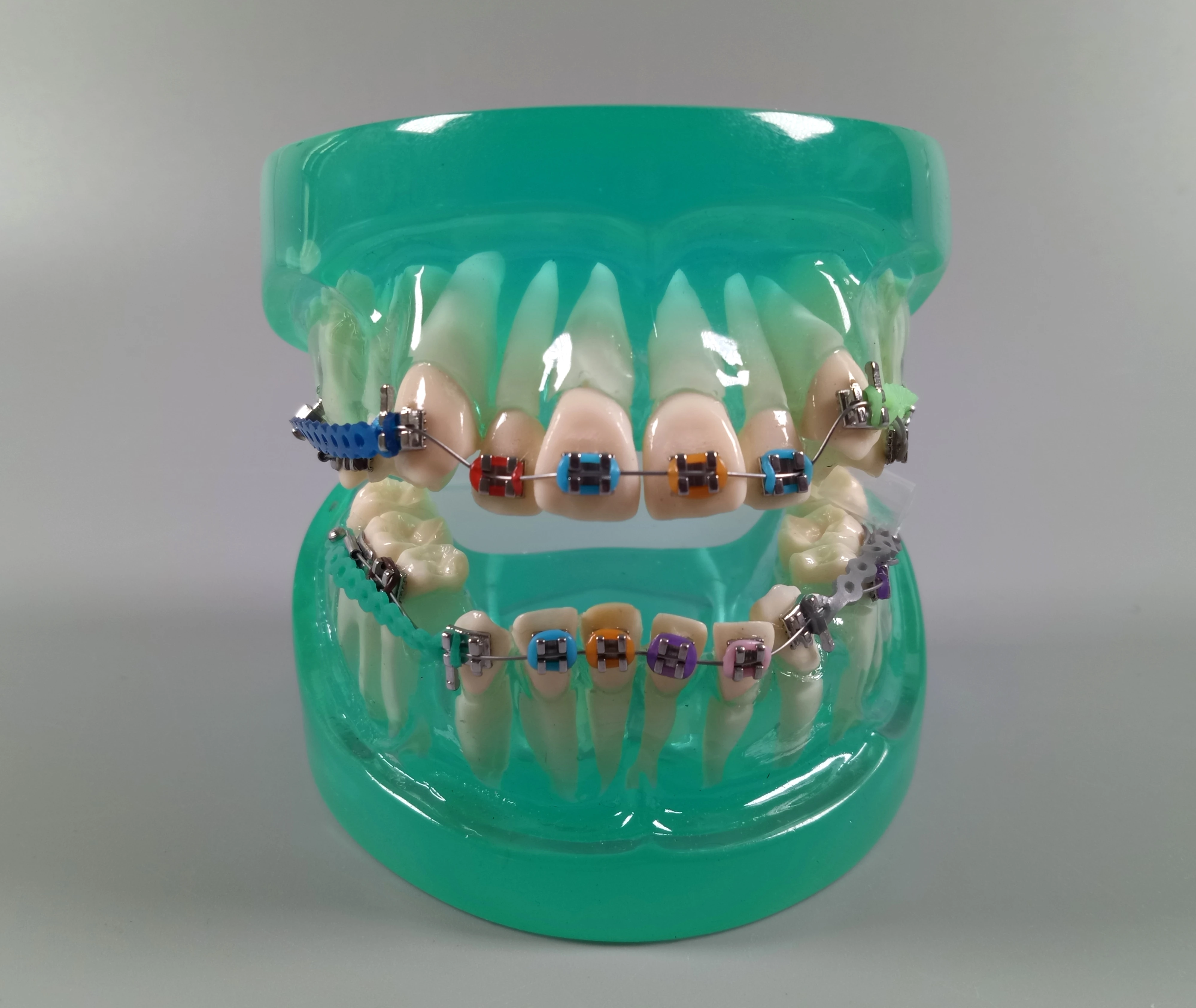 Dental Teaching Study Model Orthodontic Demonstrate Student Teaching Tool Crystal Model