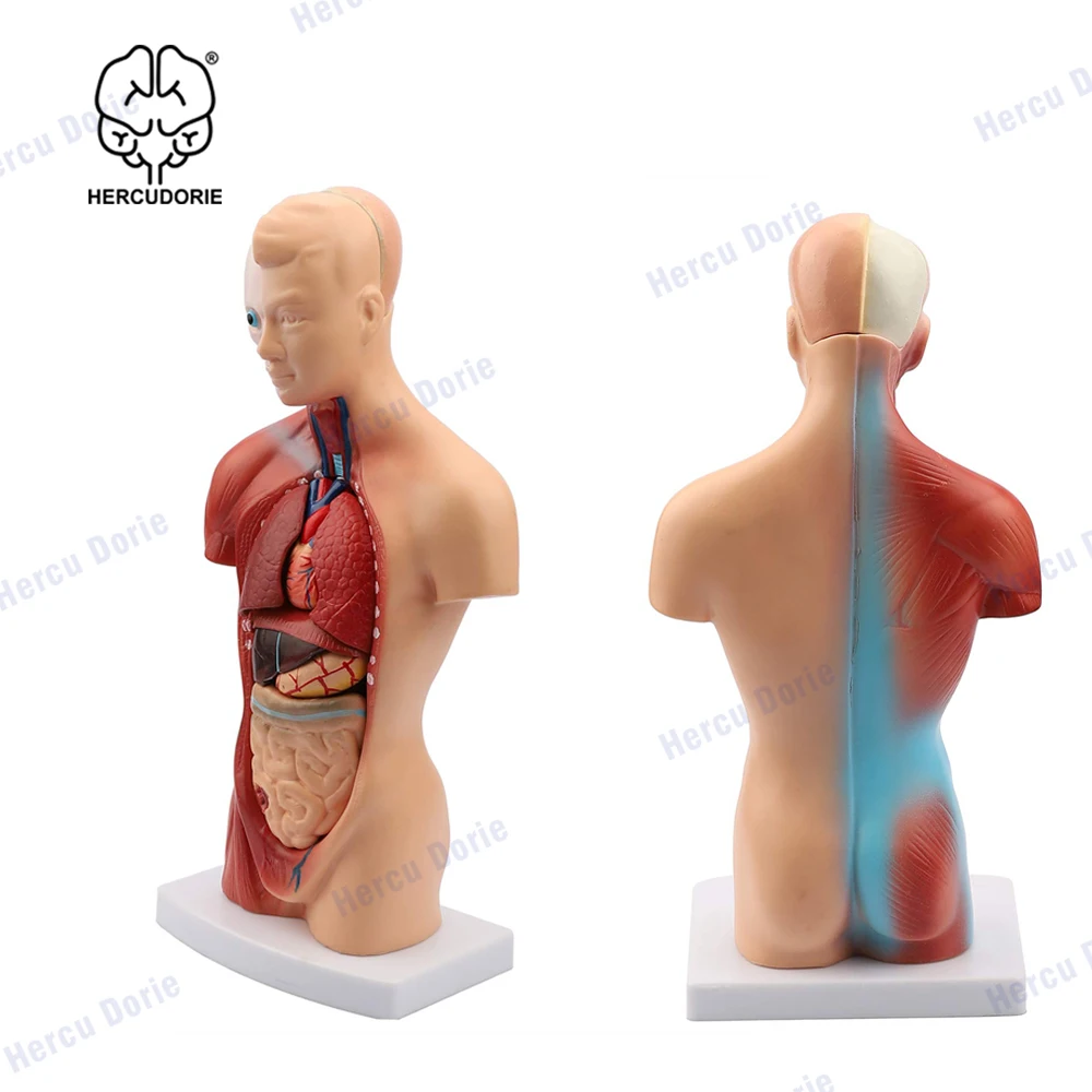 Modelo de cuerpo humano, muñeca de Anatomía de Torso, 15 Partes extraíbles, esqueleto, cerebro Visceral con Manual detallado, 10,5 pulgadas de altura