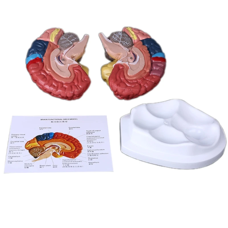 Life Size Human Brain Functional Area Model Anatomy for Science Classroom Study D5QC