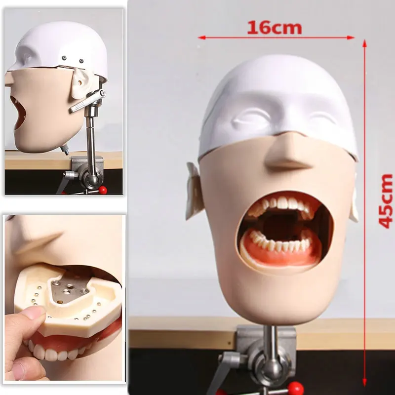 

Высококачественная новая модель головы из нержавеющей стали, стоматологический симулятор обучения Phantom, модель медицинской медицины
