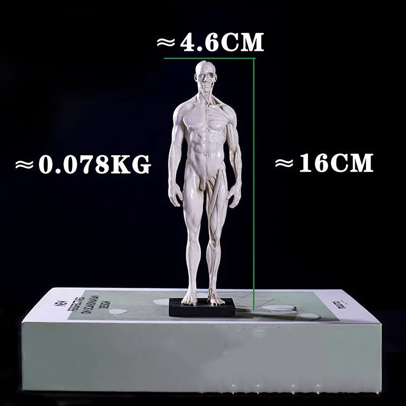 16cm Resin Medical Human Anatomy Muscle Skeleton Anatomical Structural Model Painting CG Reference Teaching Models