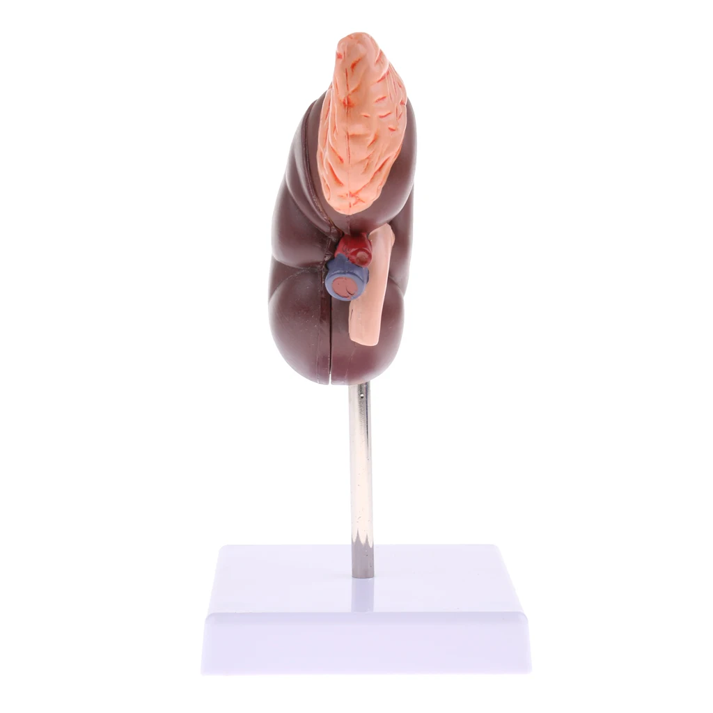 1:1 Lifesize Kidney Model Removable 2 Parts Kidney with Adrenal Gland Anatomical Model (with Base) for School Lab Tool Kits