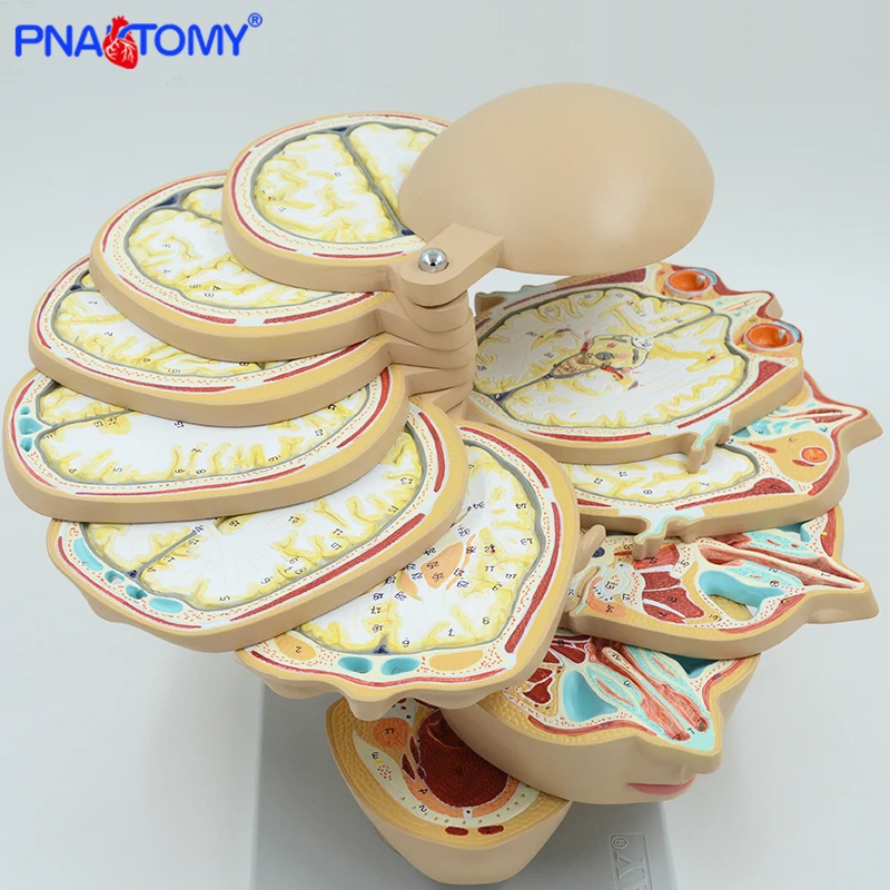 PNATOMY human disc head model 12 pieces brain nerves muscles life size professional teaching tool human anatomical models