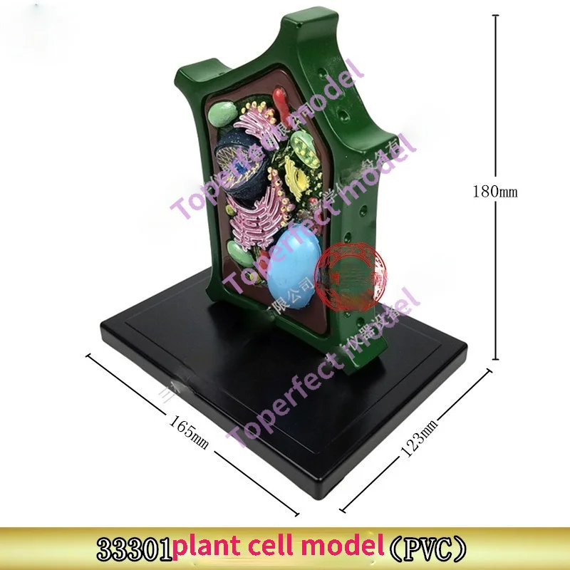 Plant Cell Model Plant Microscopic Specimens Magnified Cell Structure Bio-teaching Model Display Utensils