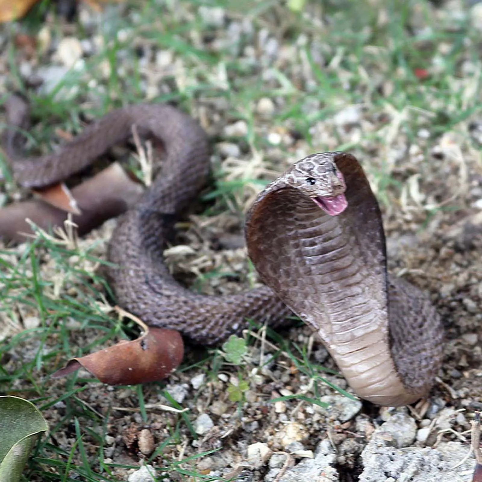 Fake Realistic Rubber Toy Snake North US Green Anaconda Scary Halloween to Scare Birds Props