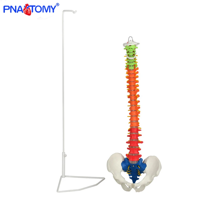 85cm Human Spine Model Colored Skeleton Anatomical Pelvis Bone Medical Teaching Tool Life Size with Base PNATOMY Femur Pelvic